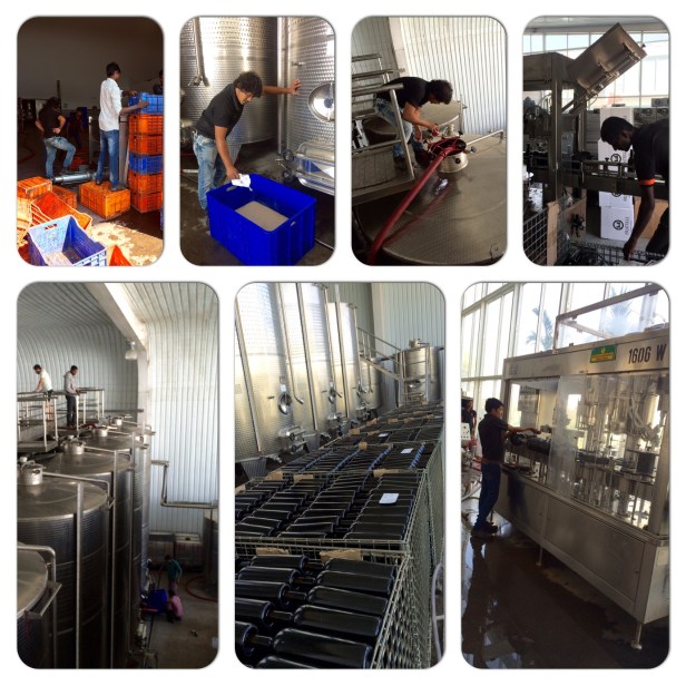 Vrushal Kedari, Assistant Wine Maker at Fratelli Wines involved in wine making process